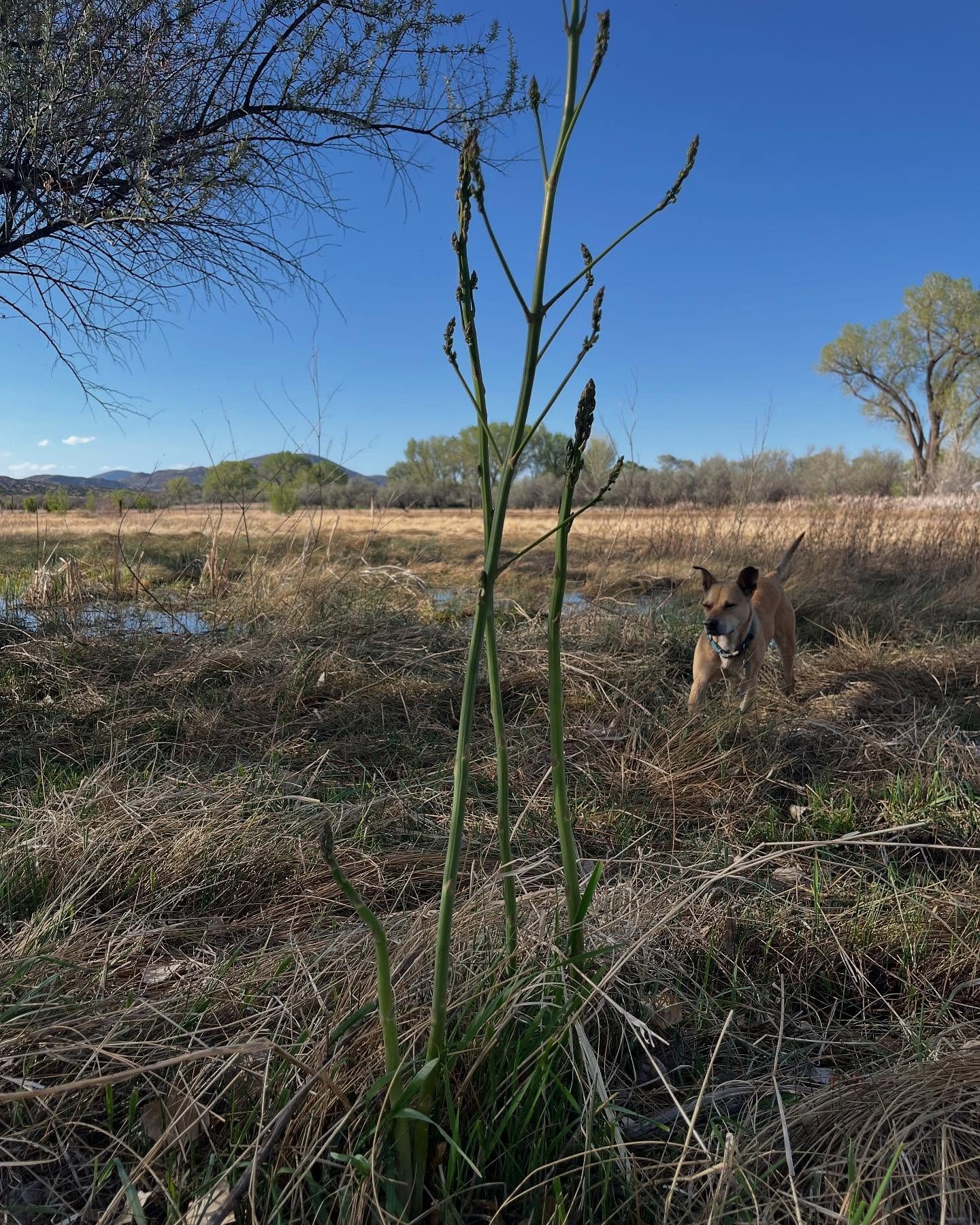 Giddy &amp; grateful for the abundance of wild asparagus here