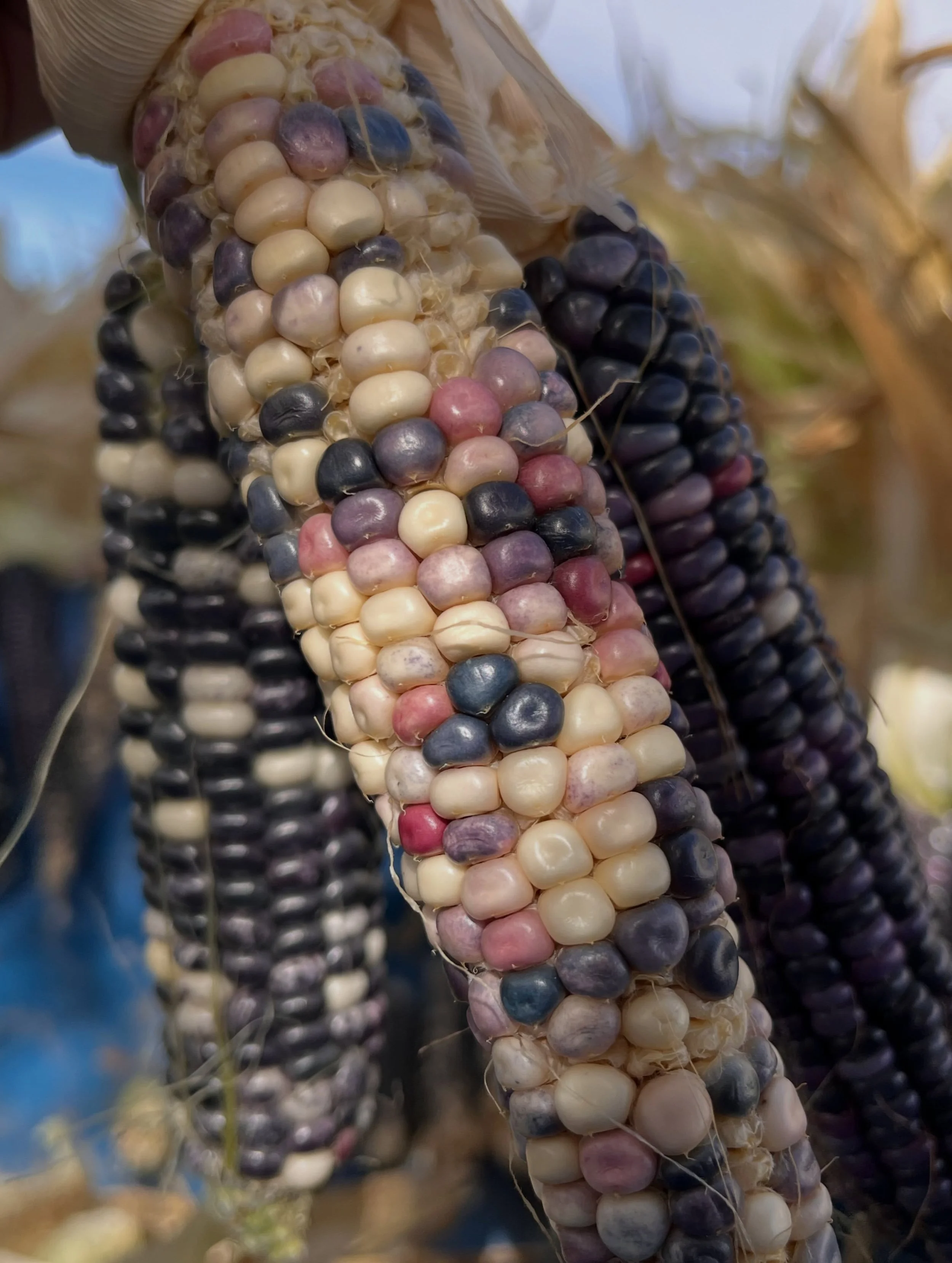 💙💛🩵💜🩷it has been such a lovely journey this first year with blue corn > connecting me with my community + the land + learning + local tradition + caretaking + looking forward to the next steps of processing 🩷💜🩵💛💙