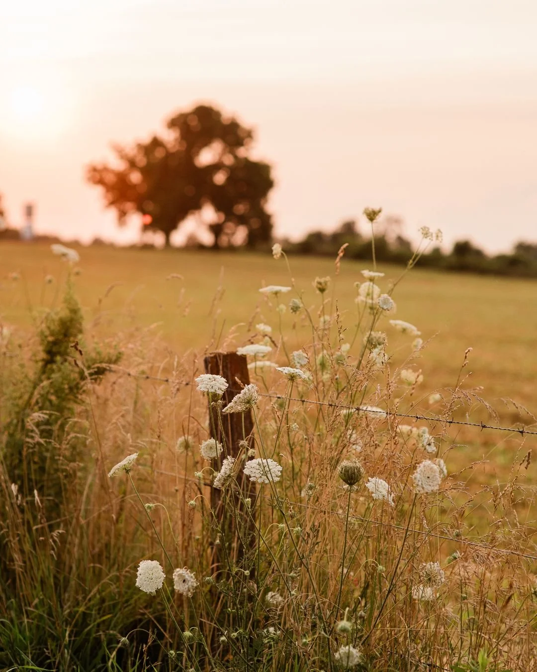 A rural landscape at sunset with a wire fence, tall grass, and white wildflowers in the foreground, a large tree in the distance, and a soft orange sky.
