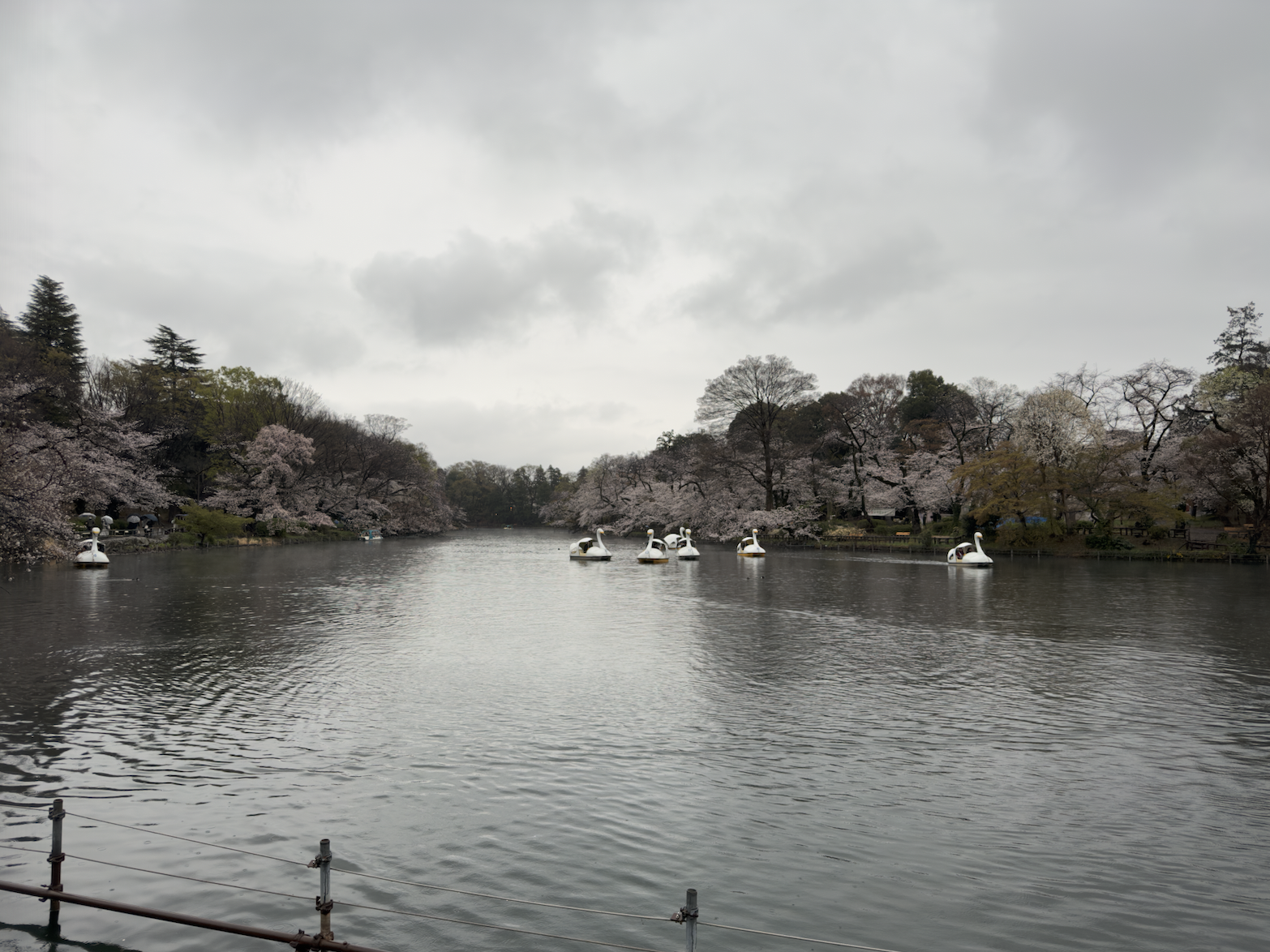 Inokashira Park, Tokyo