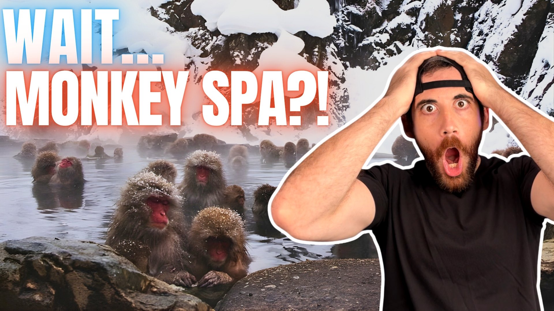Snow Monkeys Bathing in Hot Springs! Japan Blog