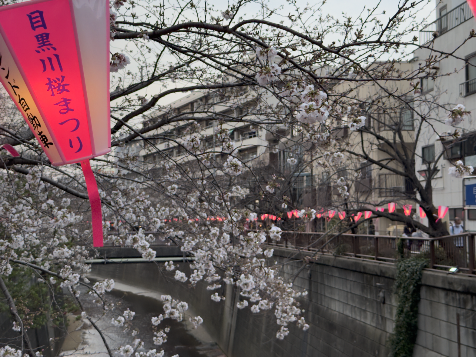 Nakameguro Cherry Blossom Festival