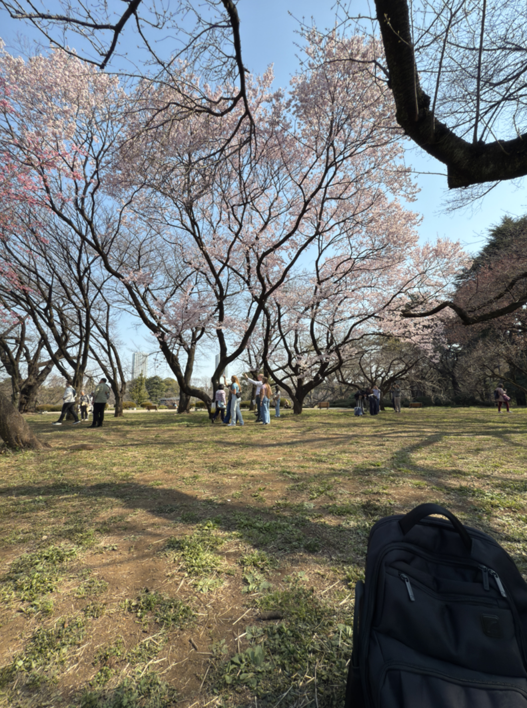 Shinjuku Gyoen National Garden Cherry Blossom