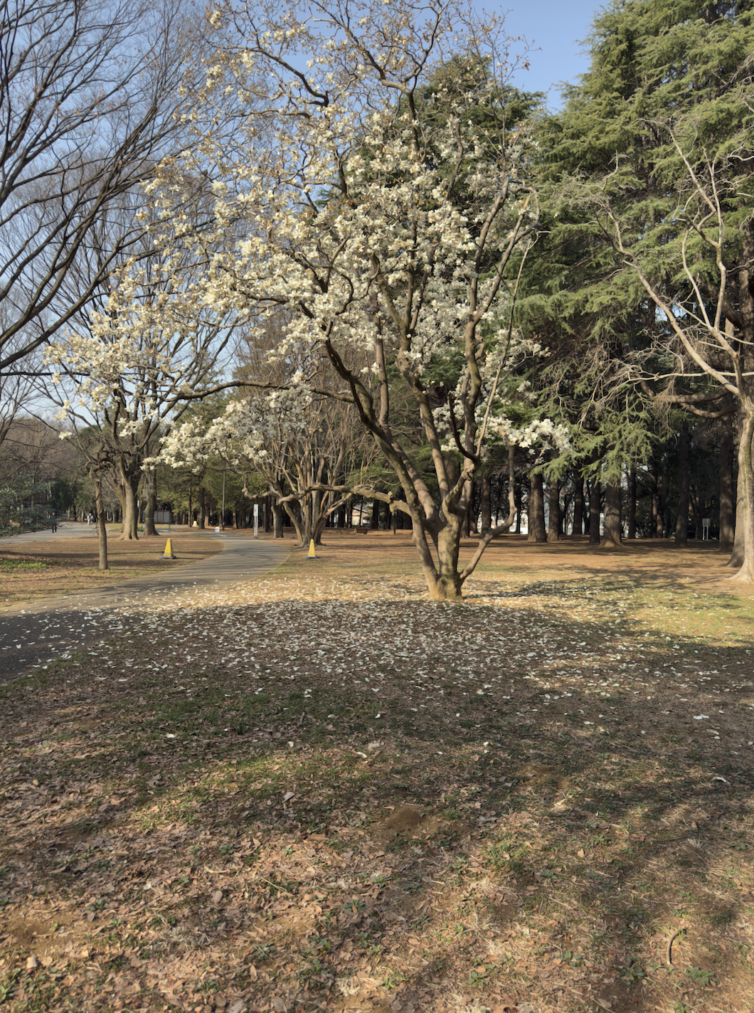Yoyogi Park