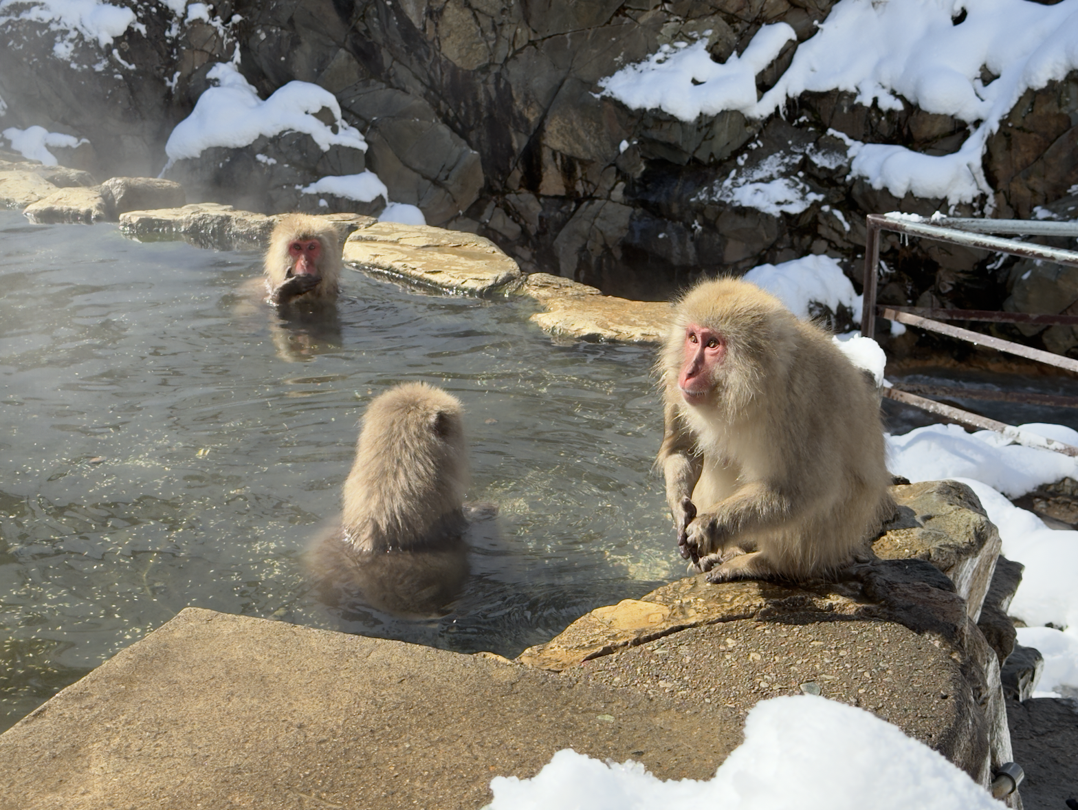 Snow Monkey Park