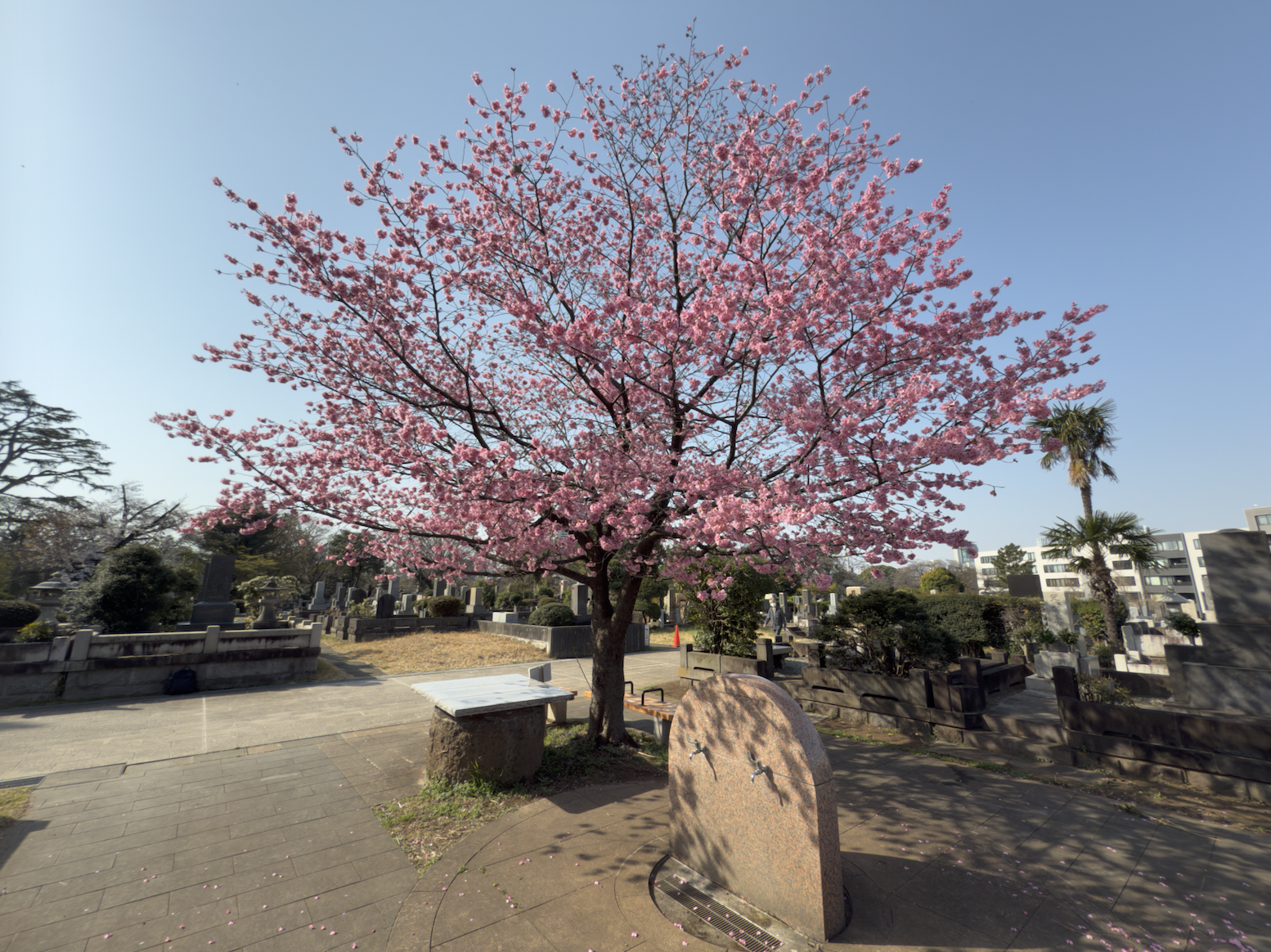 Cherry Blossoms in a cemetery