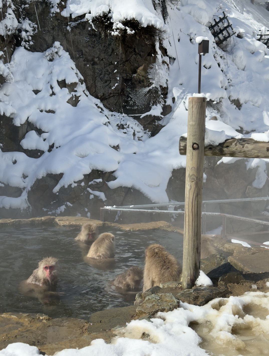 Snow Monkey Park