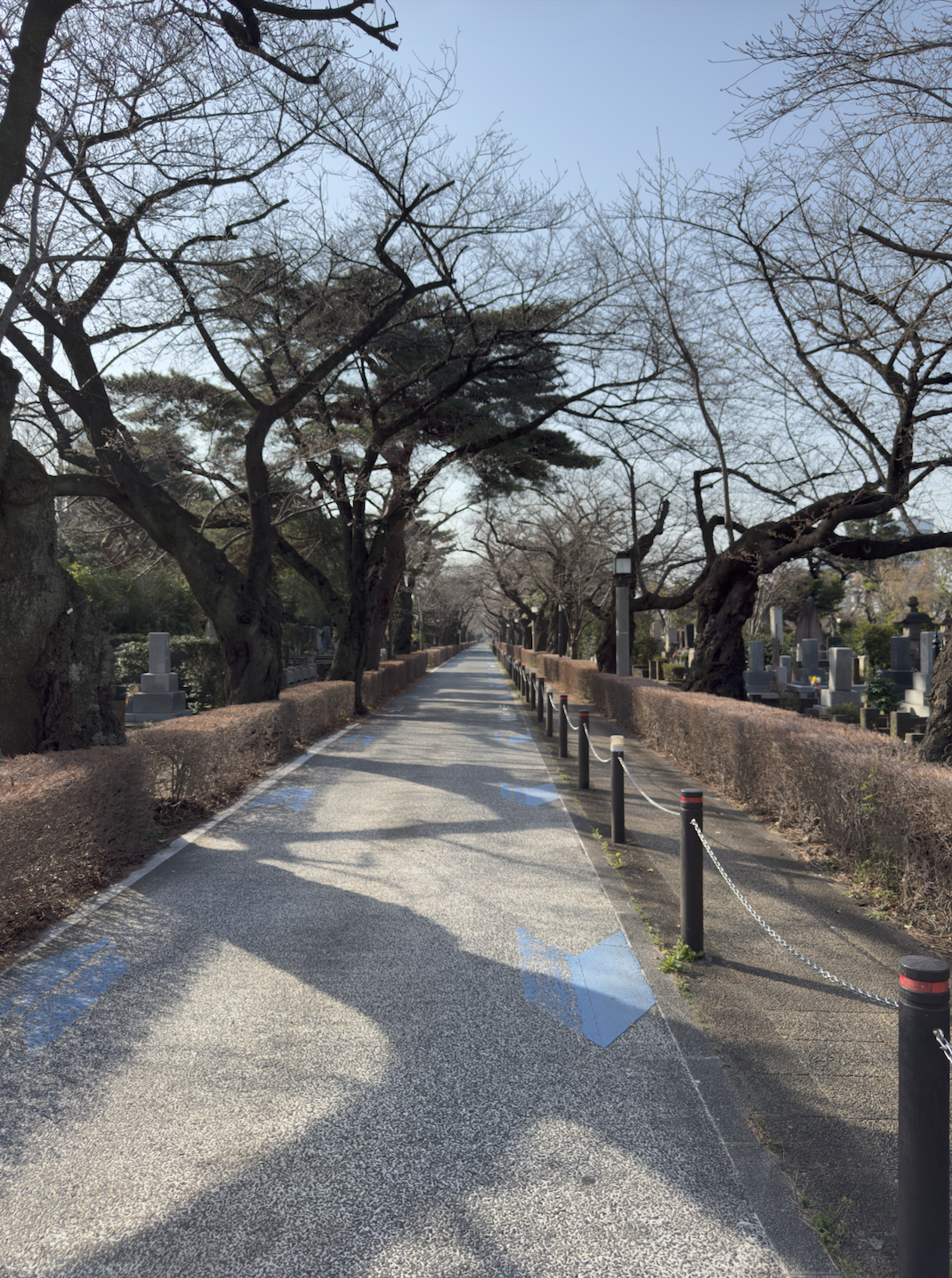 Cherry Blossoms in a cemetery