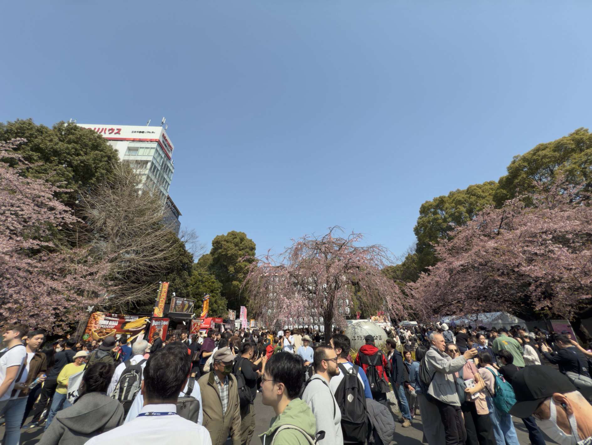 Ueno Park Cherry Blossom