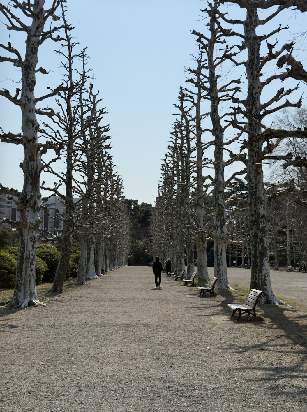 Shinjuku Gyoen National Garden Cherry Blossom
