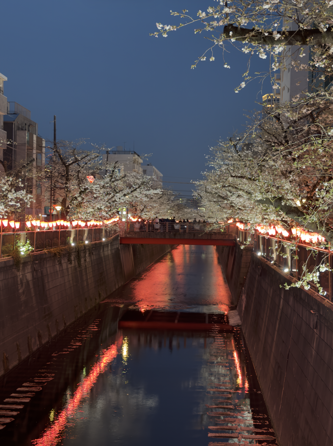 Nakameguro Cherry Blossom Festival