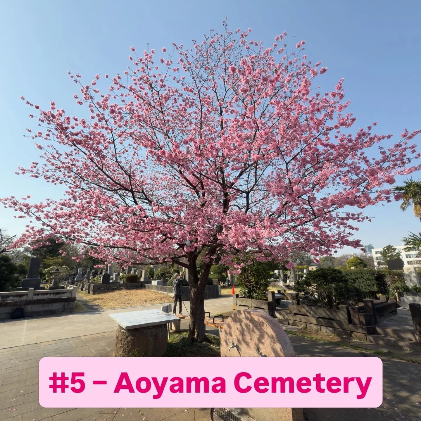 Aoyama Cemetery