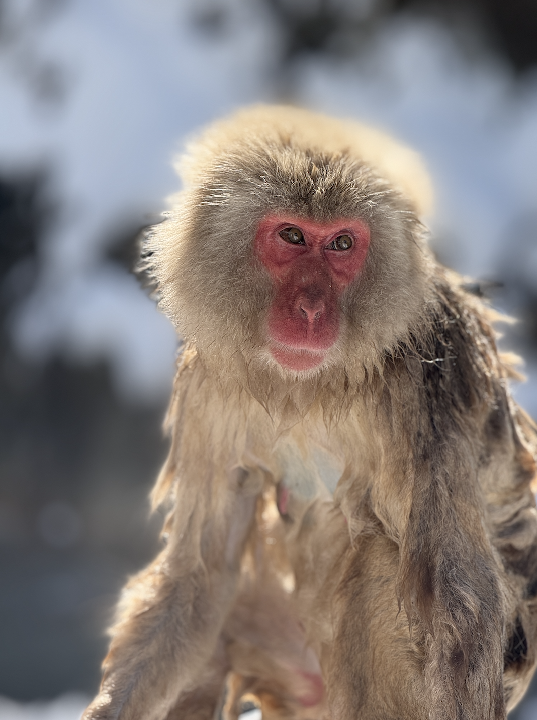 Snow Monkey Park