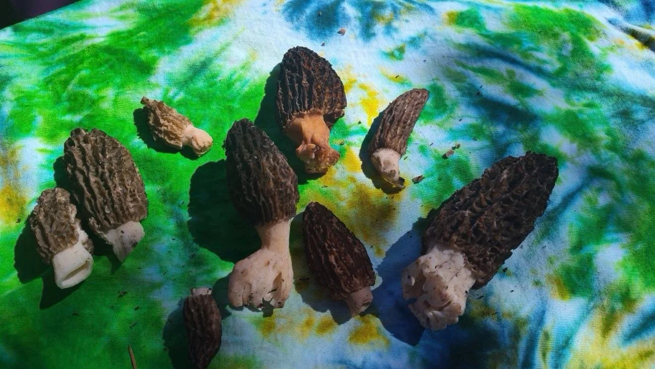 Fungus Amungus Pizza special today! Morel Mushrooms harvested by zeb himself! 
Local Morel Mushrooms, Garlic white Sauce, Spinach, Mozzarella, Parmesan. Finished with Fresh Green Onion 😍🍕🍄&zwj;🟫

🥨Sourdough &amp; Jalape&ntilde;o Cheddar Pretzels