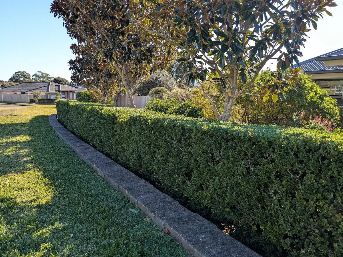 The 10-Step Winter Garden Prep Guide for Cooranbong Homeowners