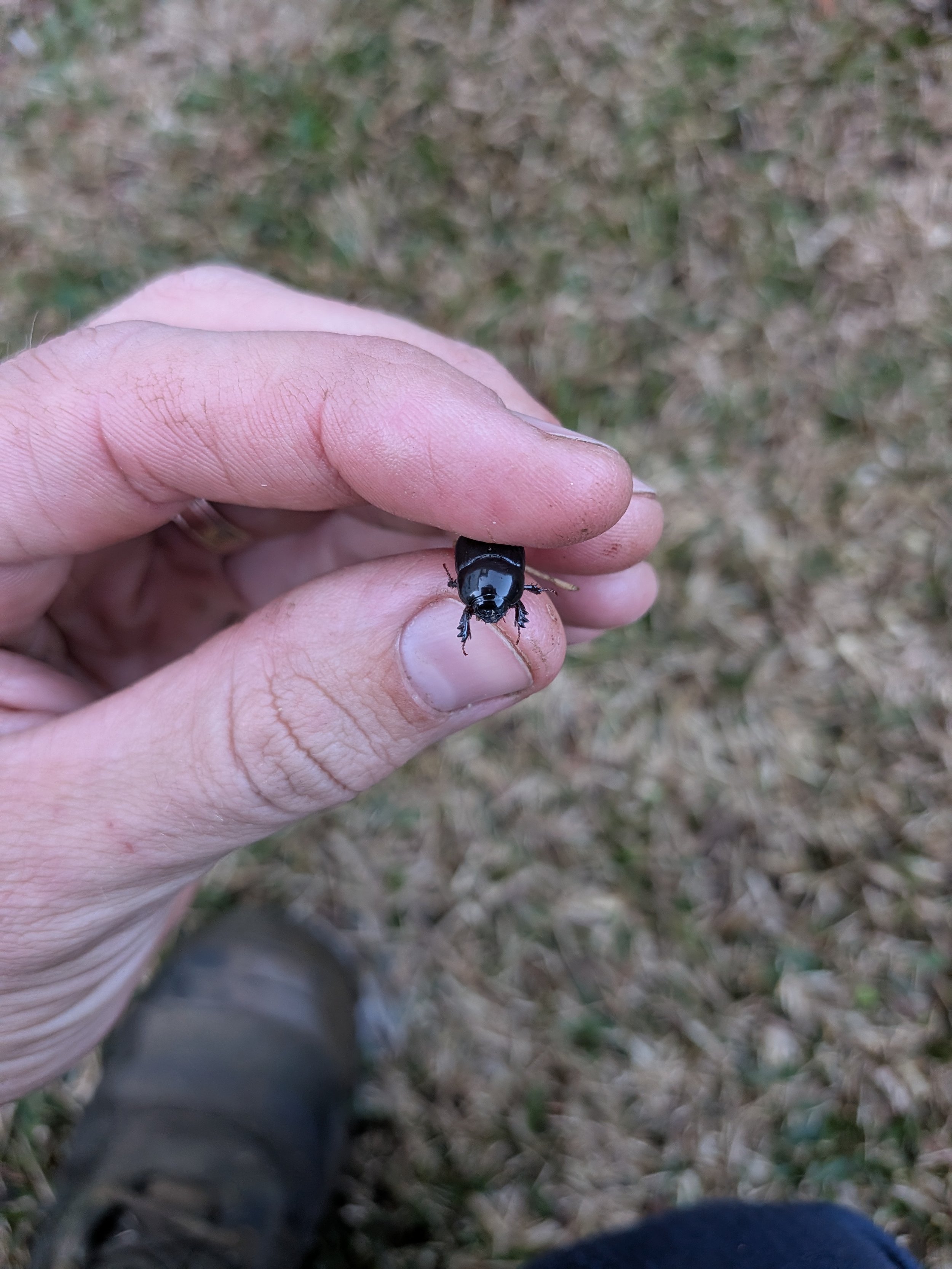 Lawn Insects That Damage Your Grass: Army Worm and African Black Beetle Explained