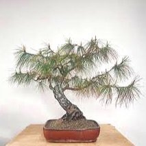 Pinus+patula+bonsai.jpg
