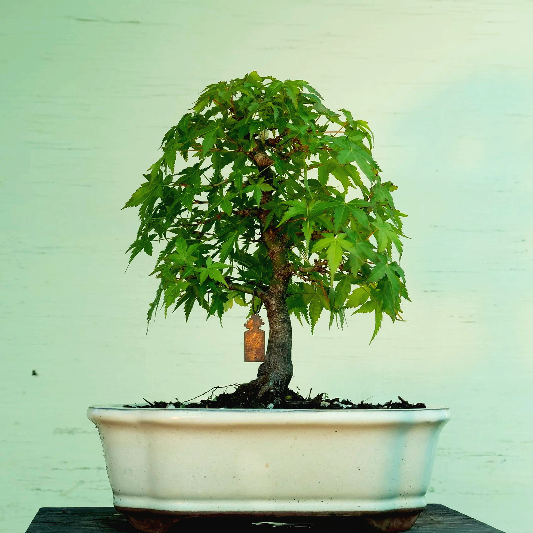 J54	Japanese Maple
