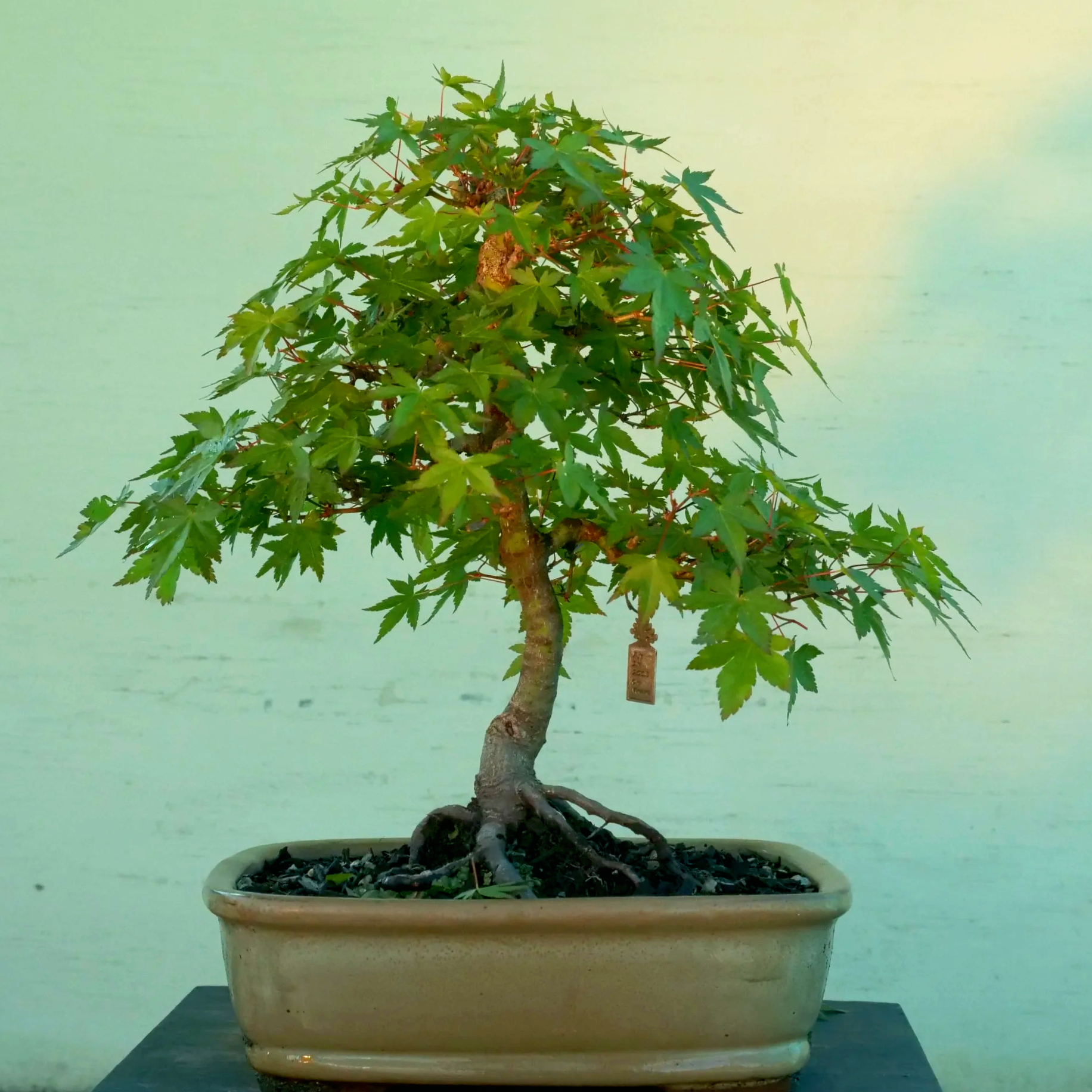 J29	Japanese maple bonsai