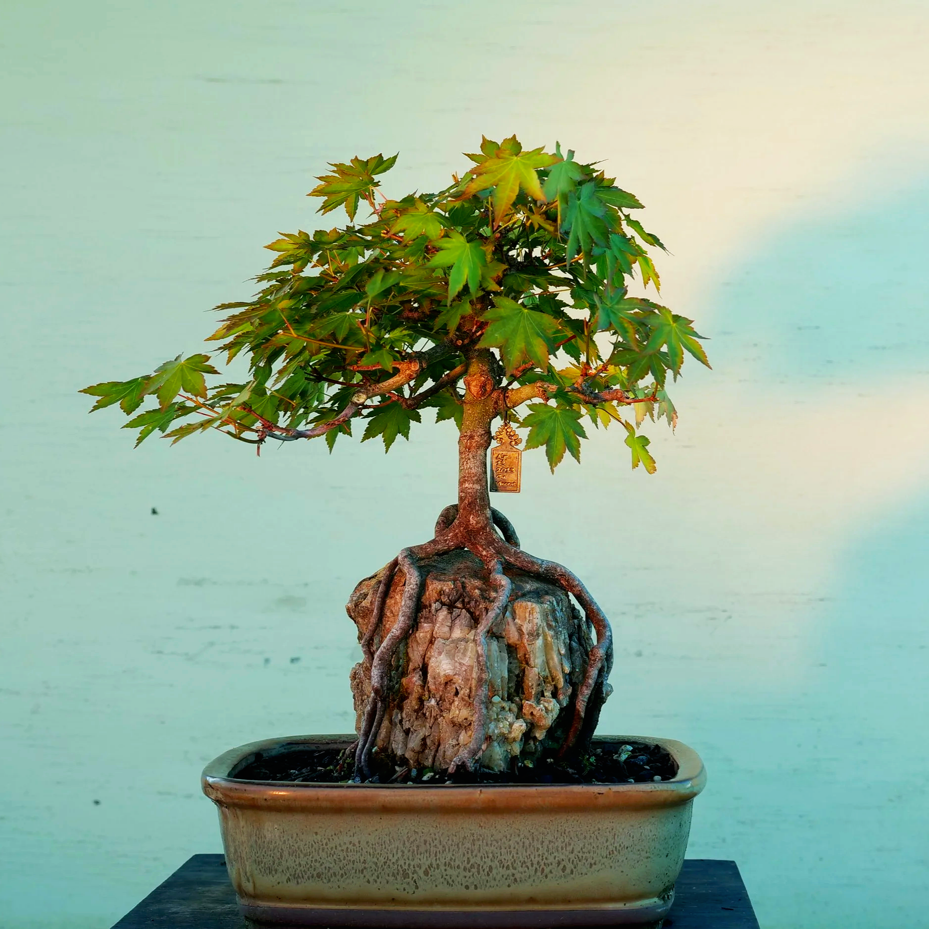 J13	Japanese maple bonsai