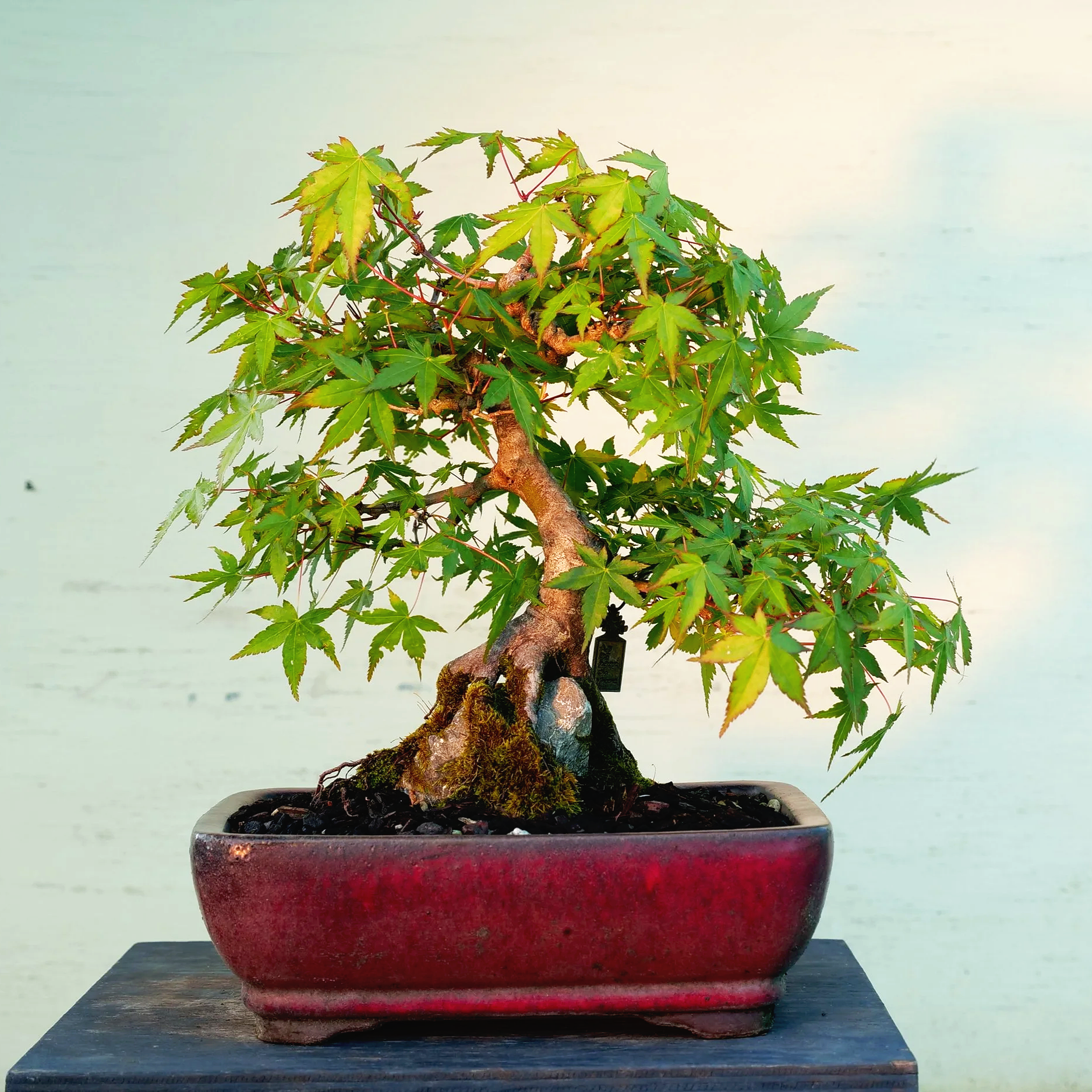 J5	Japanese Maple