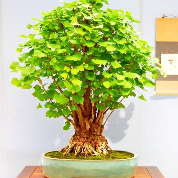 ginko+bonsai.jpg