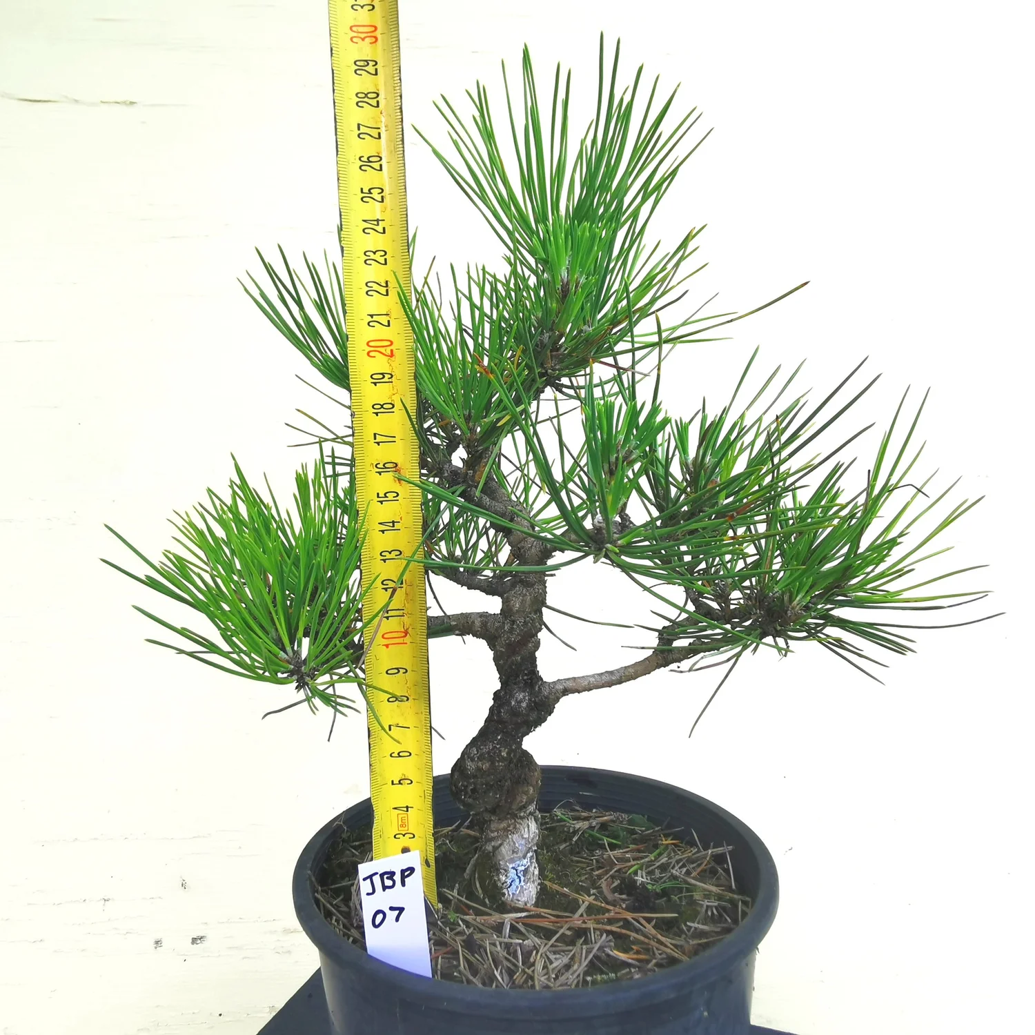 JBP07 Japanese Black Pine  Ch Vincent Bonsai