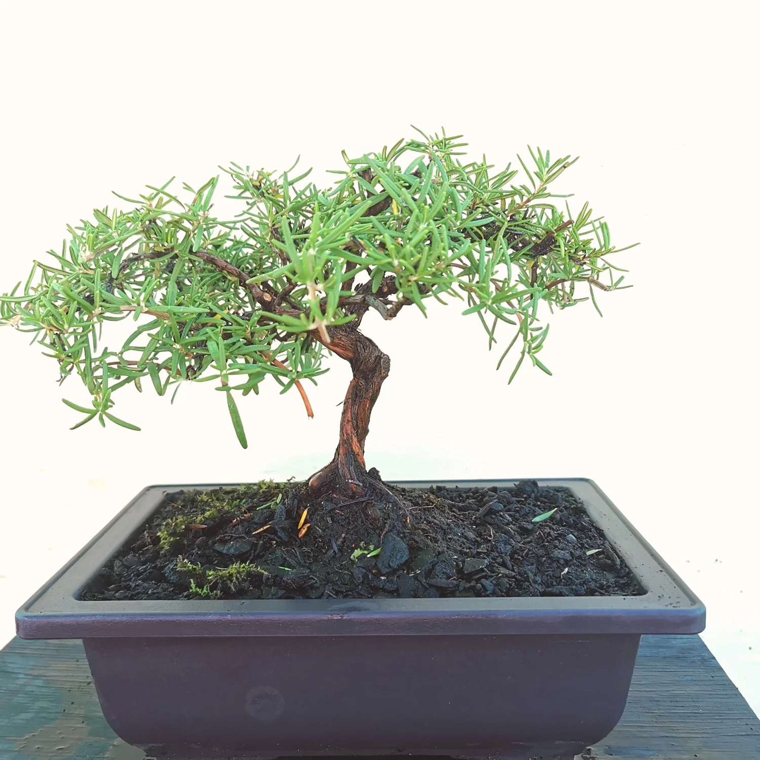 R02 Rosemary bonsai  Ch Vincent Bonsai