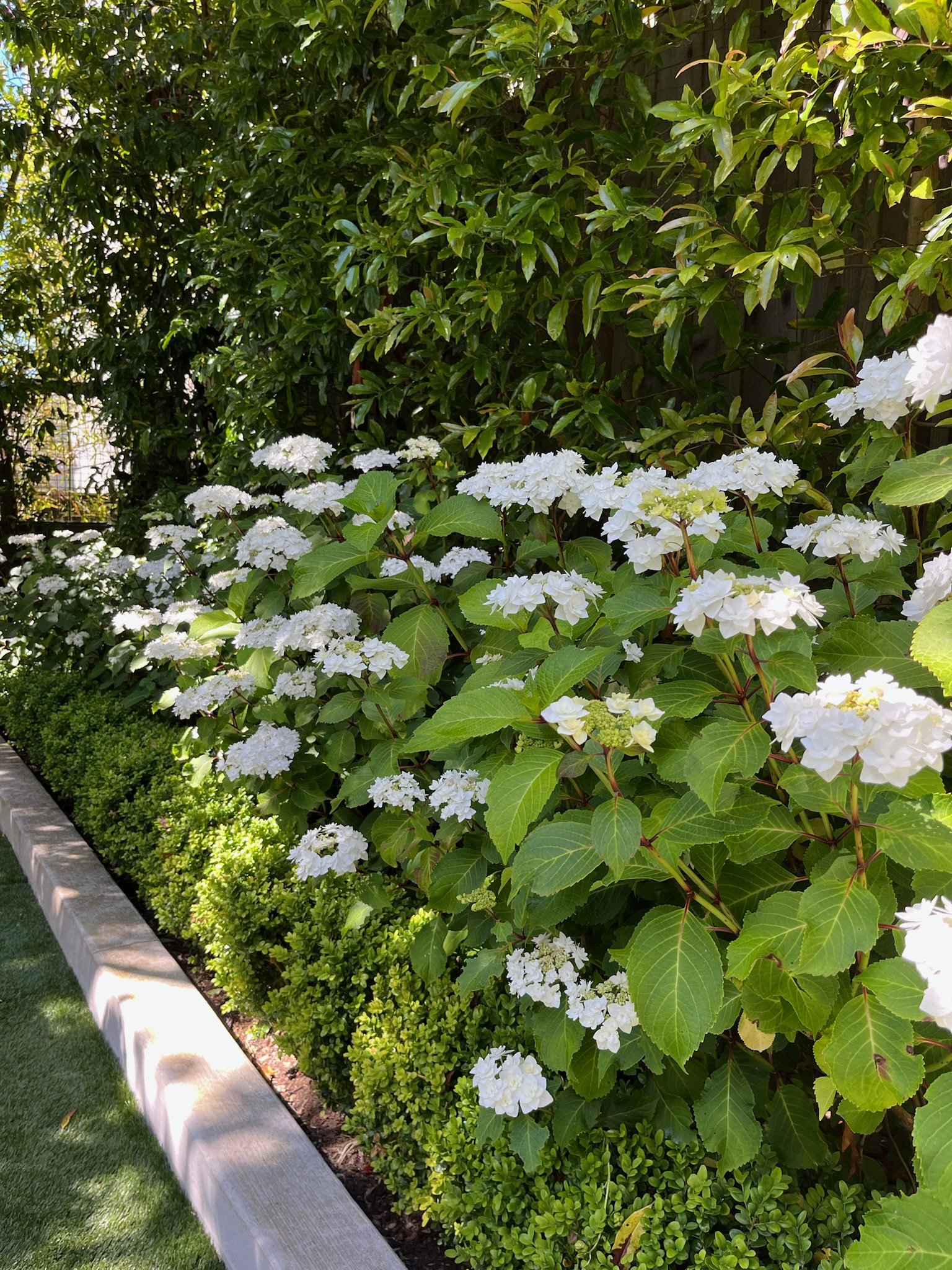 Pacific Heights
