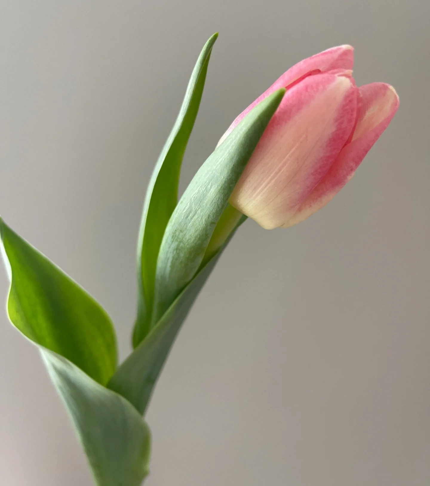 Did you know tulips continue to grow even after they&rsquo;ve been cut and placed in a vase? 🌷

They don&rsquo;t freeze in time. They move. They stretch toward the light. They evolve &mdash; quietly, confidently.

Spring is here, and tulips are its 