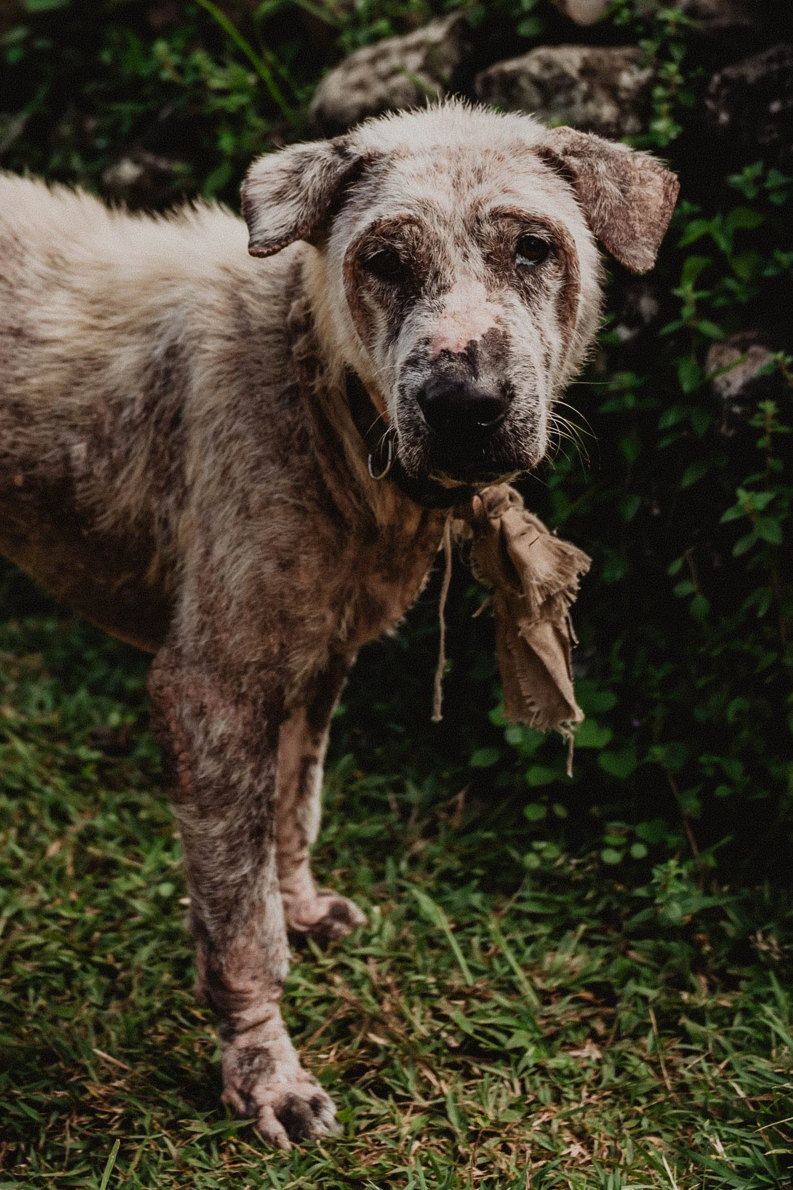 Bail - Street Project - Ripple Narrative - Photos by Luke Gemmill 202631.jpg