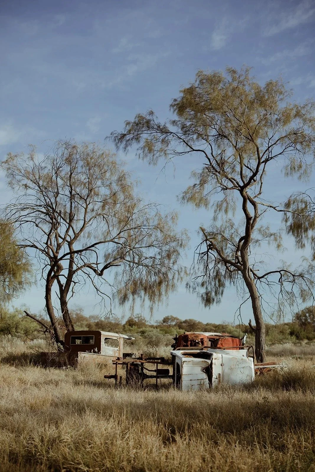 Desert oaks and an old car body near Jigalong, East Pilbara