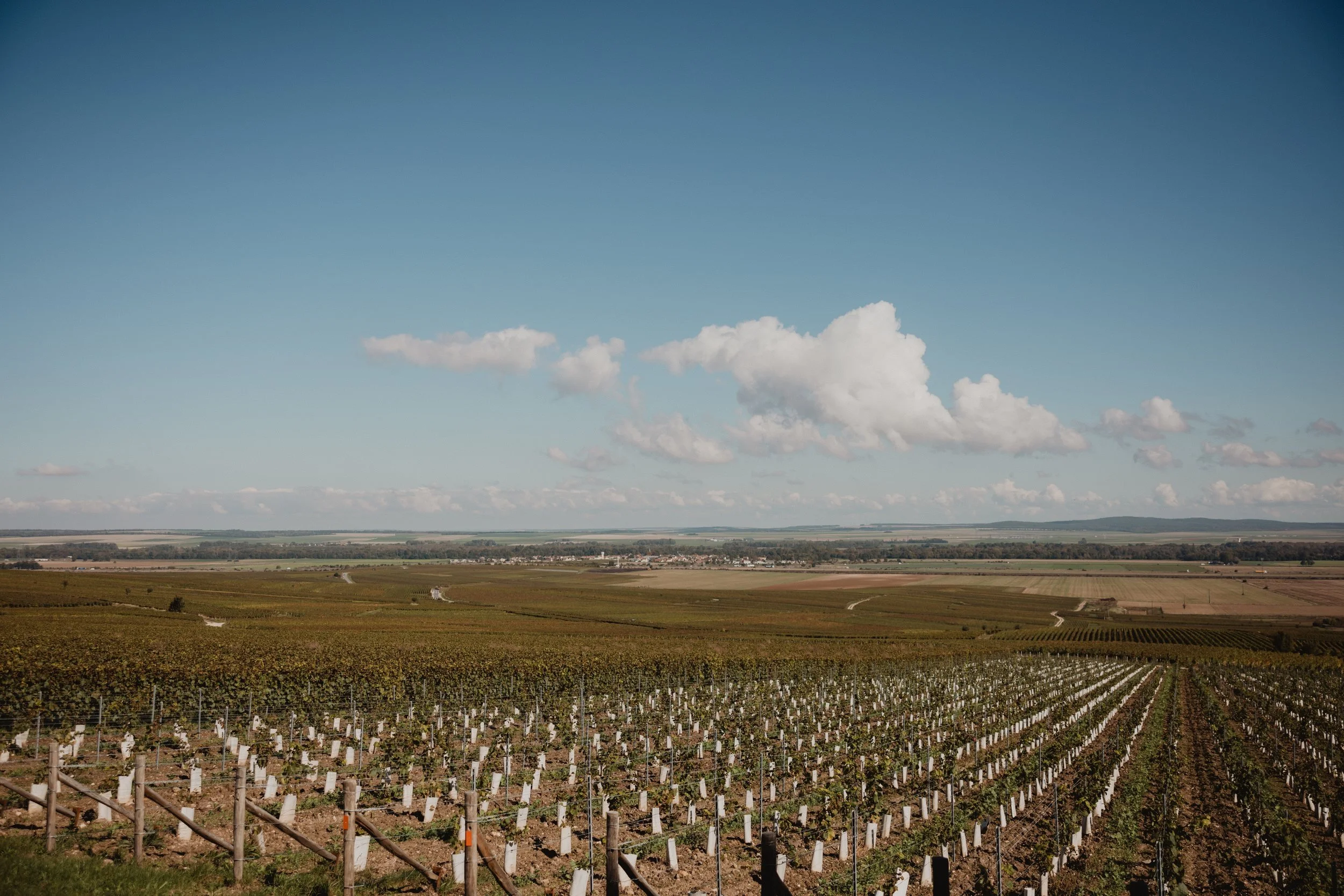 Vine rows run to a flat horizon under cumulus cloud in Champagne country.