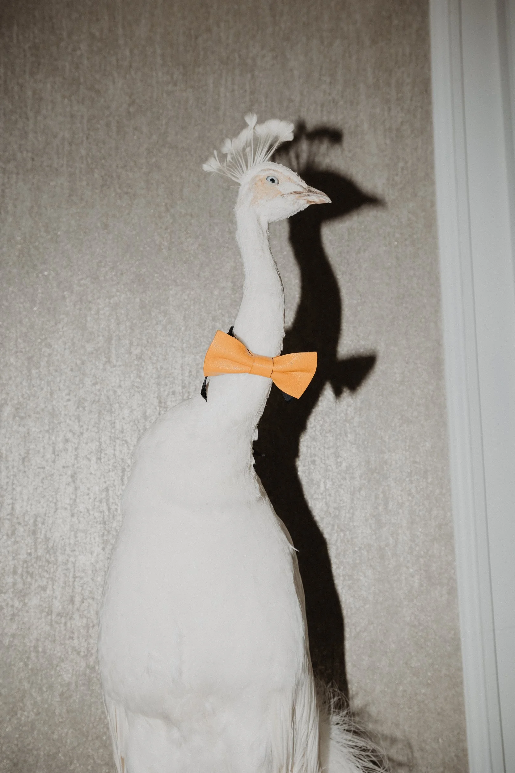 A white peacock wearing an orange bow tie casts a hard shadow on a pale wall.