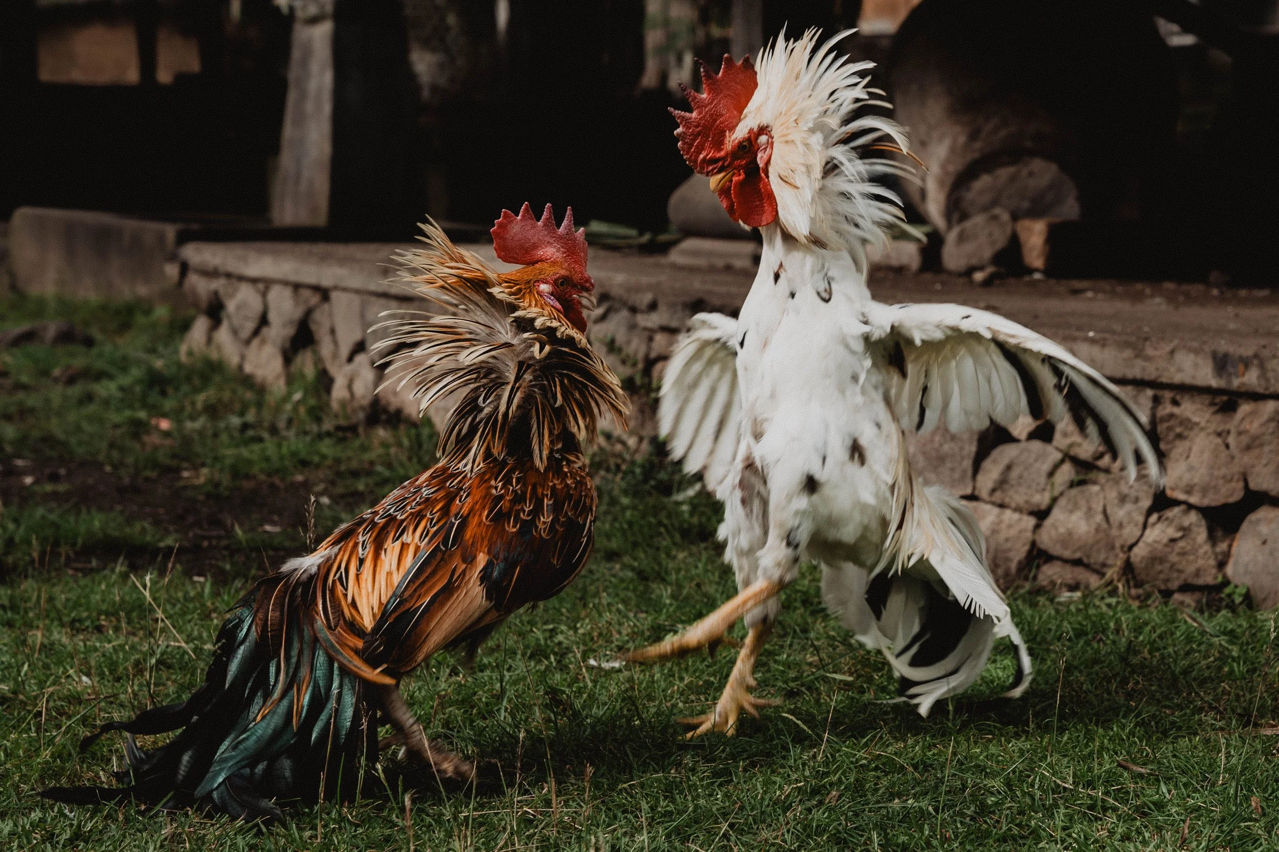 Bail - Street Project - Ripple Narrative - Photos by Luke Gemmill 202620.jpg