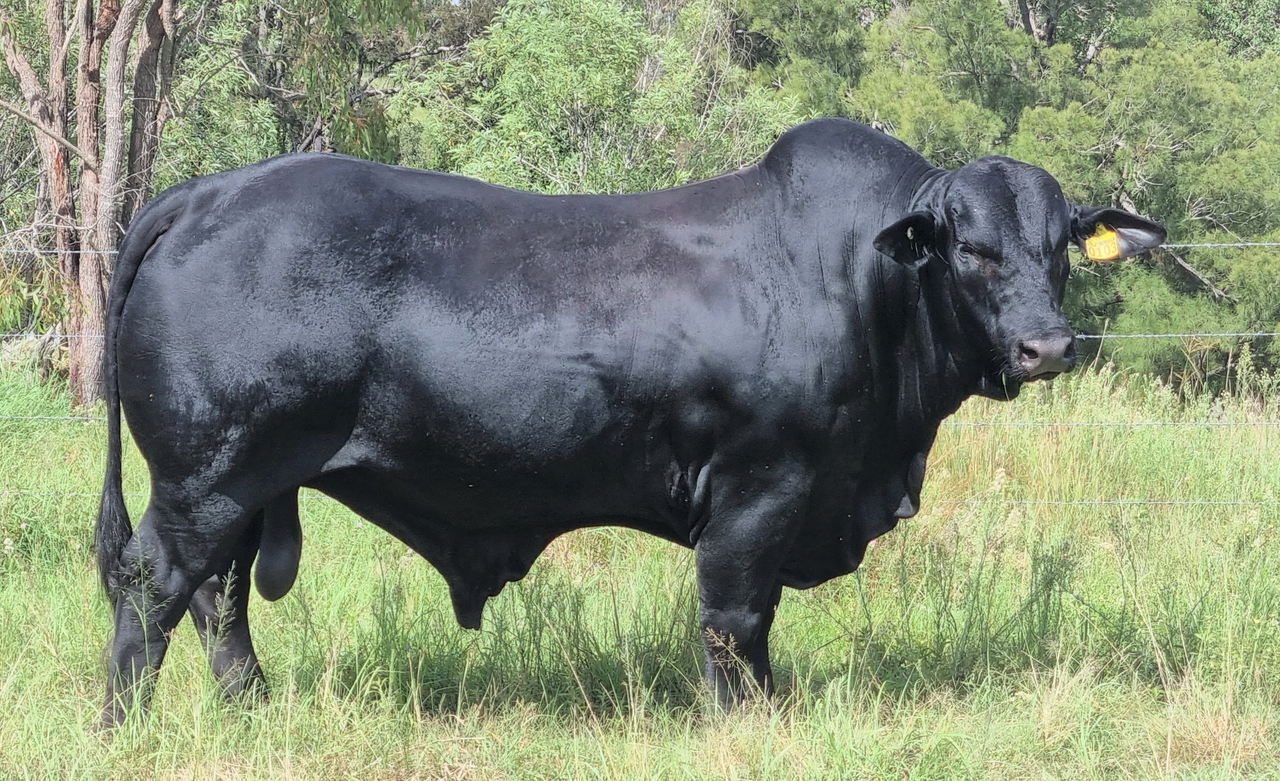 Glenrosa Arthur Q103