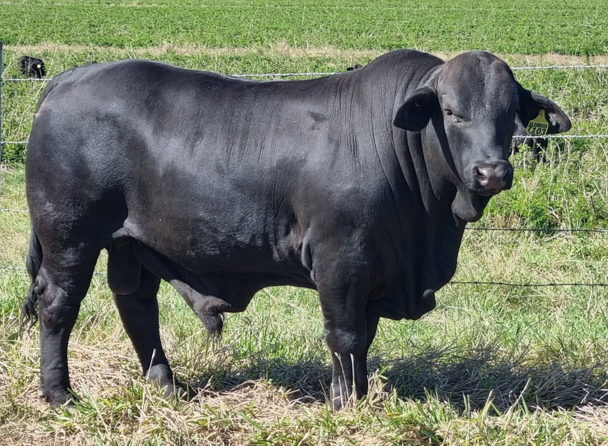 Reynco Talisman T103