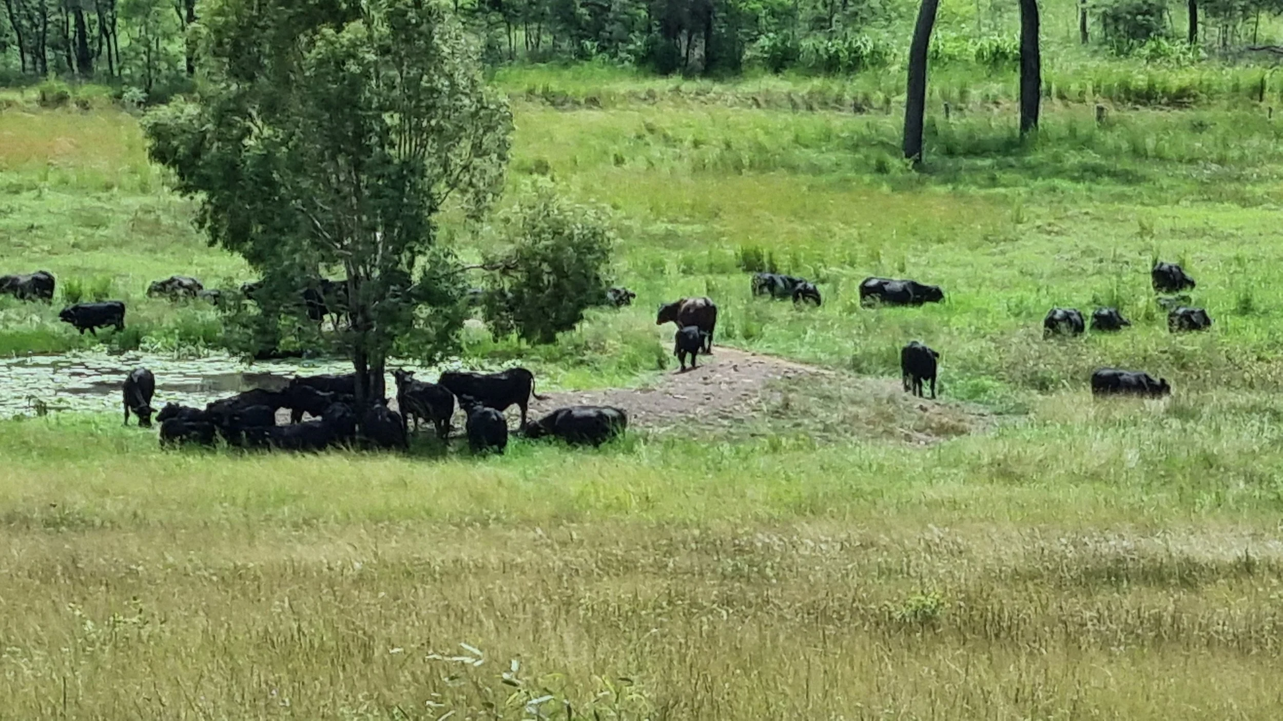 A herd of black cattle grazing in a lush green field with trees in the background, near a small pond.