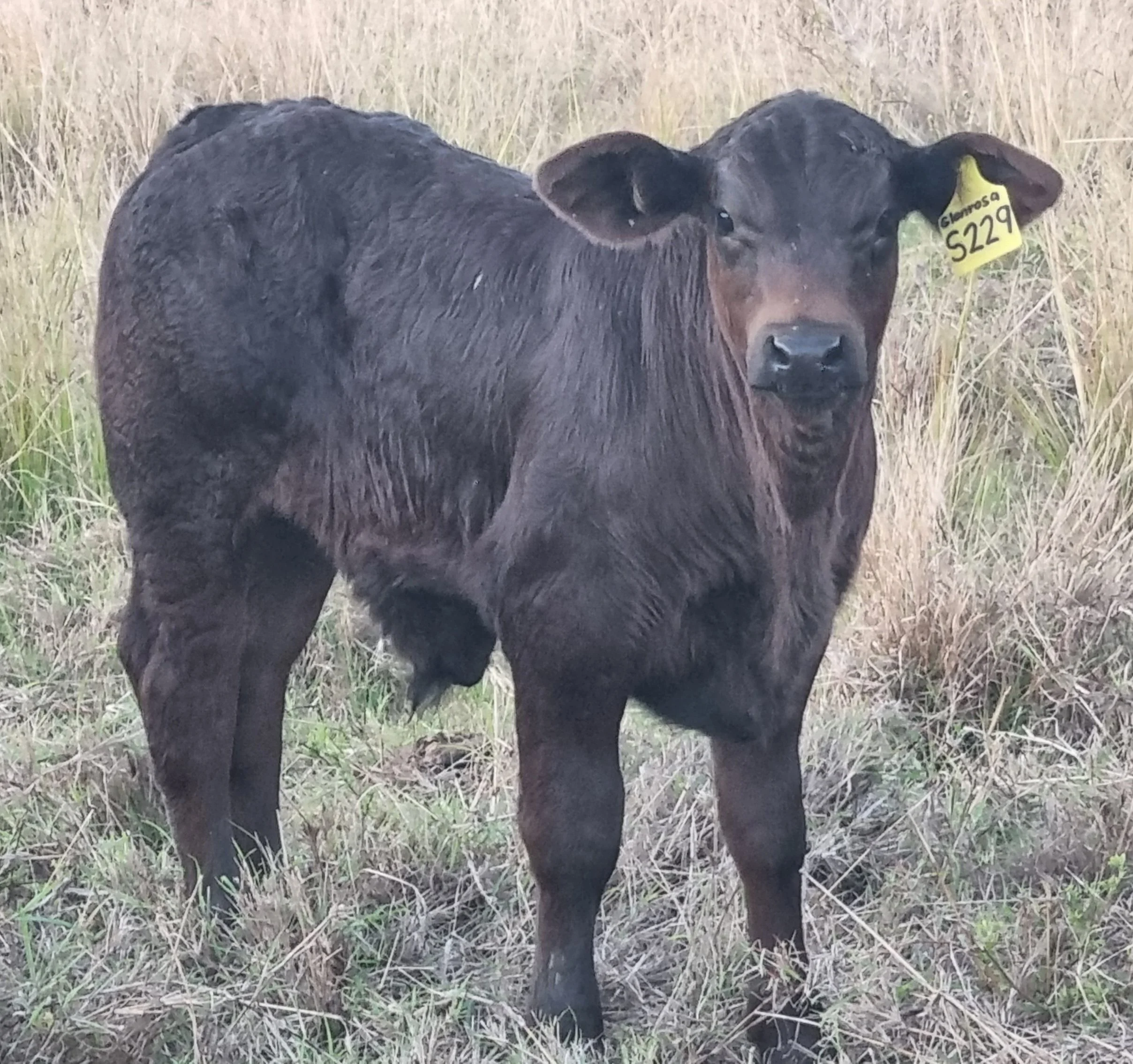 A black calf standing in a grassy field, with a yellow ear tag labeled 'Glenrosa S229'.