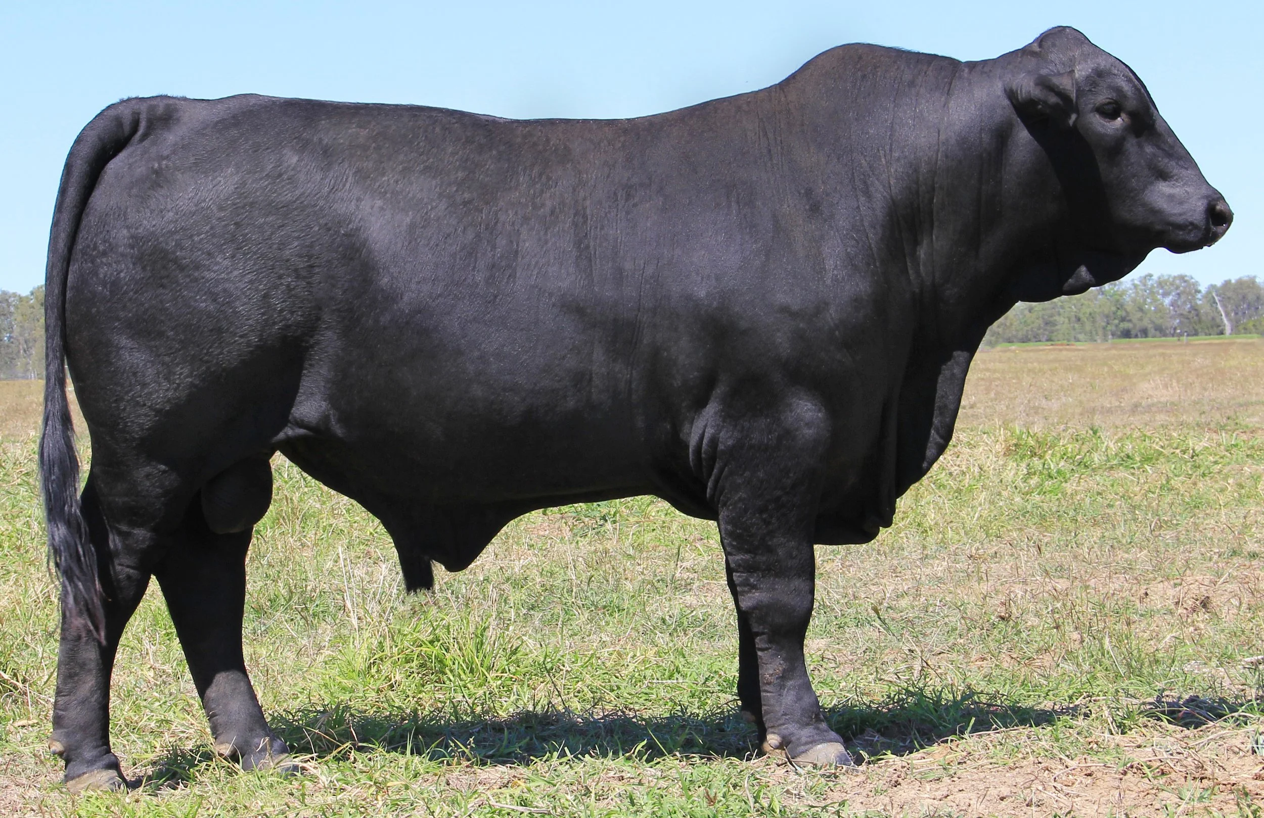 Alkoomie Torque 209K2