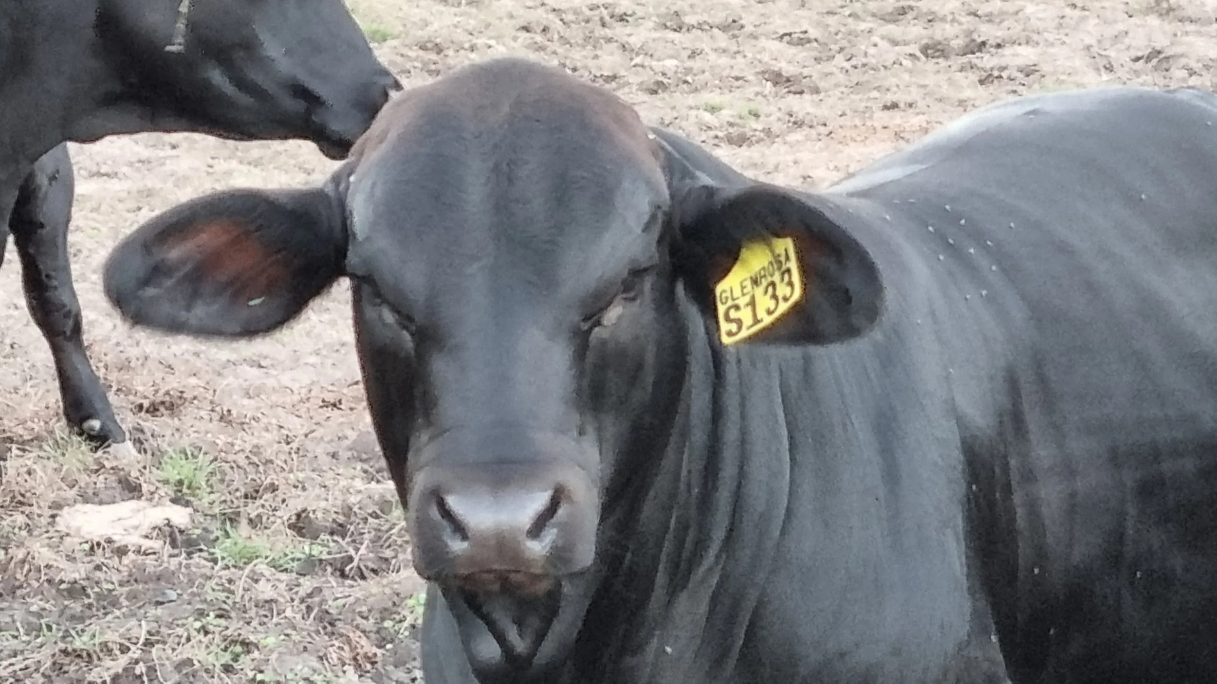 Close-up of a black bull calf with a yellow ear tag marked 'Glenrosa S133'. The calf is facing the camera, standing on dirt with some small green plants nearby.