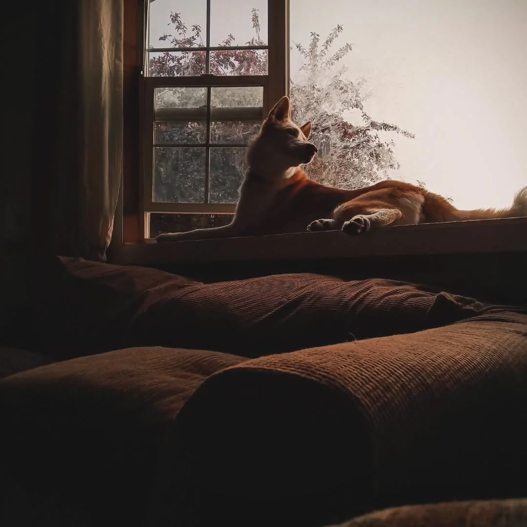 Our baby boys aren't little babies anymore! They're growing up so fast! 🥹🧡🤍🖤

Photo Credit: @talenagipsonphotography