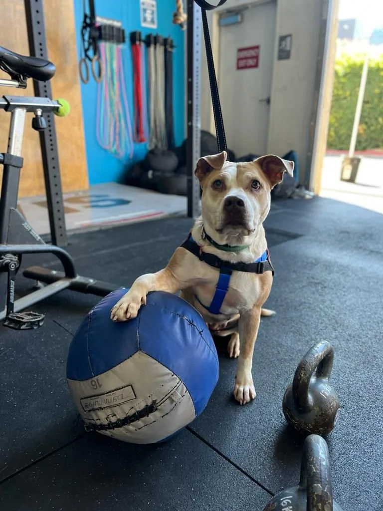 Dog Adoption Event at ChalkDog Crossfit
