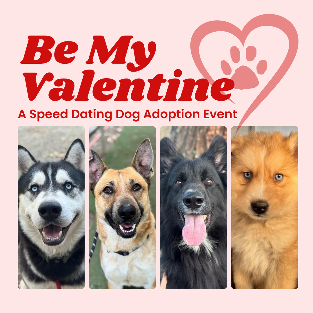 A Speed Dating Dog Adoption Event
