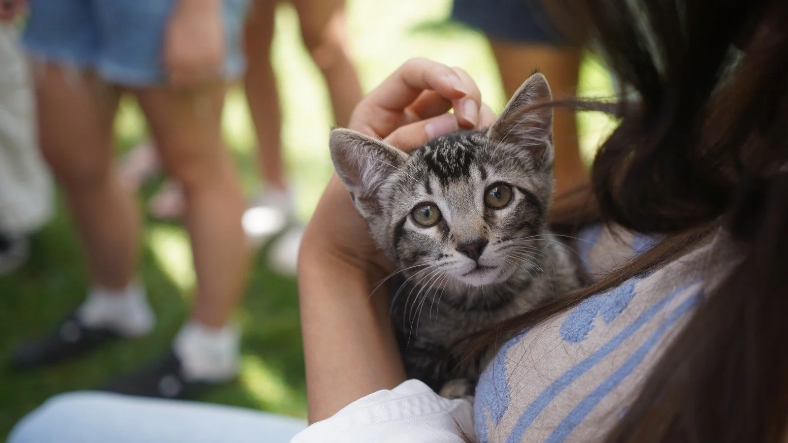 Smitten for Kittens: Kitten Adoption Extravaganza