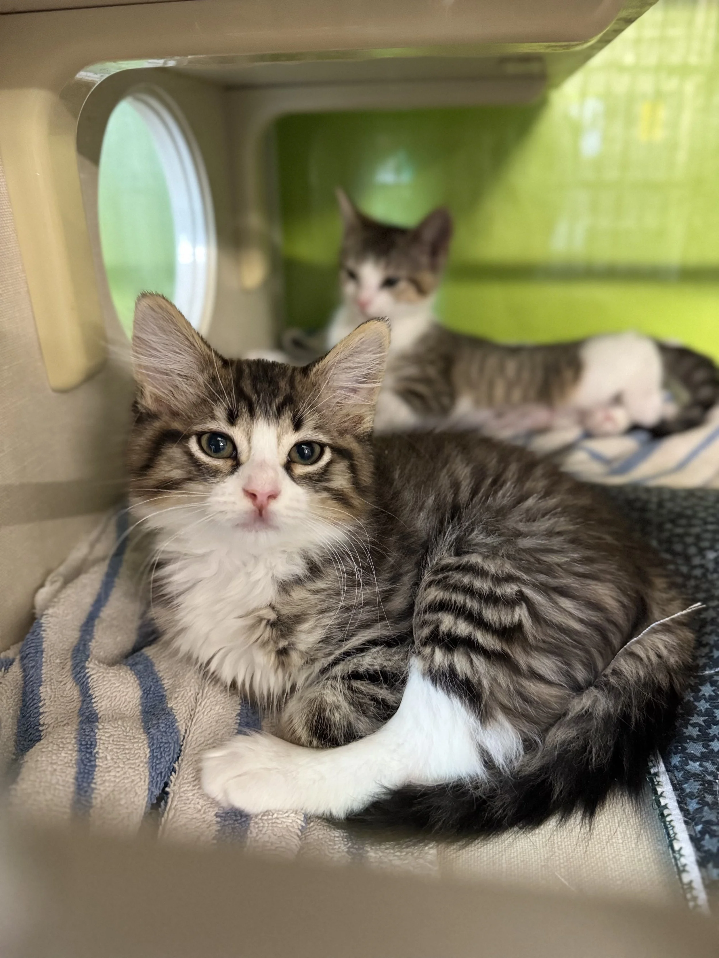 Kitten Adoption Event at Petco in West Sac