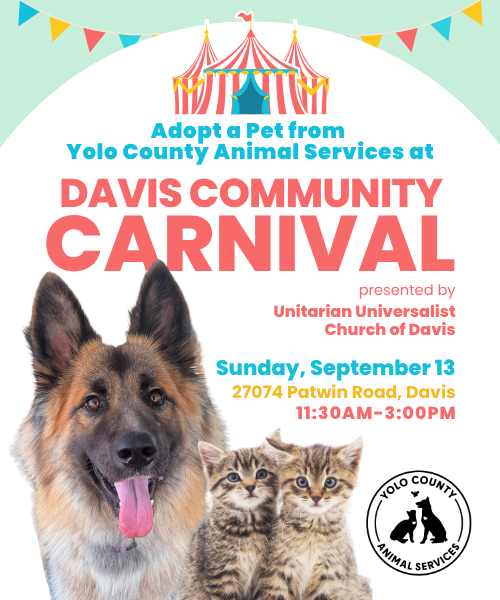 Dog Adoptions at Davis Community Carnival