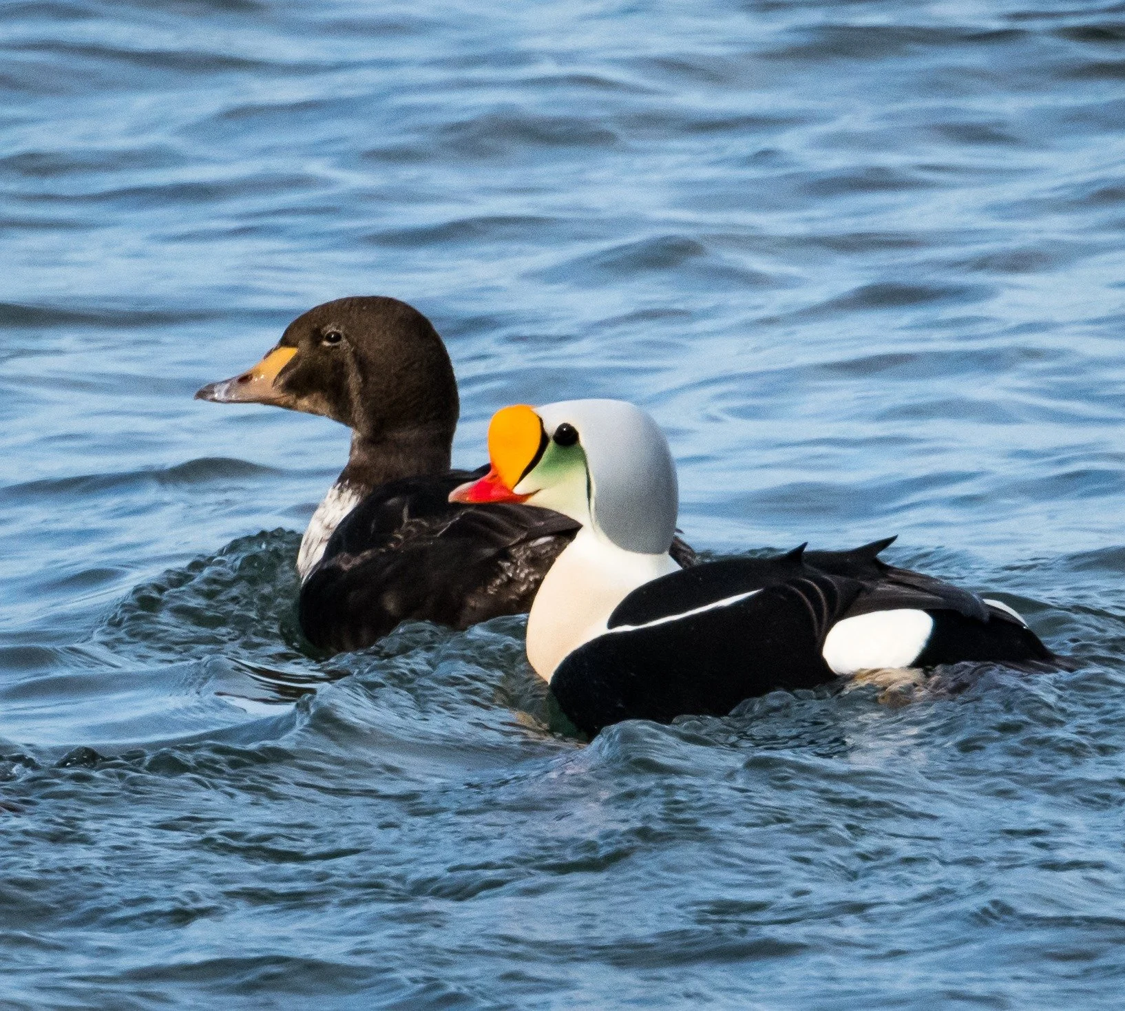 A pair of eiders swimming in the water, one is a brown and white female teal and the other is a colorful male mallard with a bright yellow bill and vibrant green head.