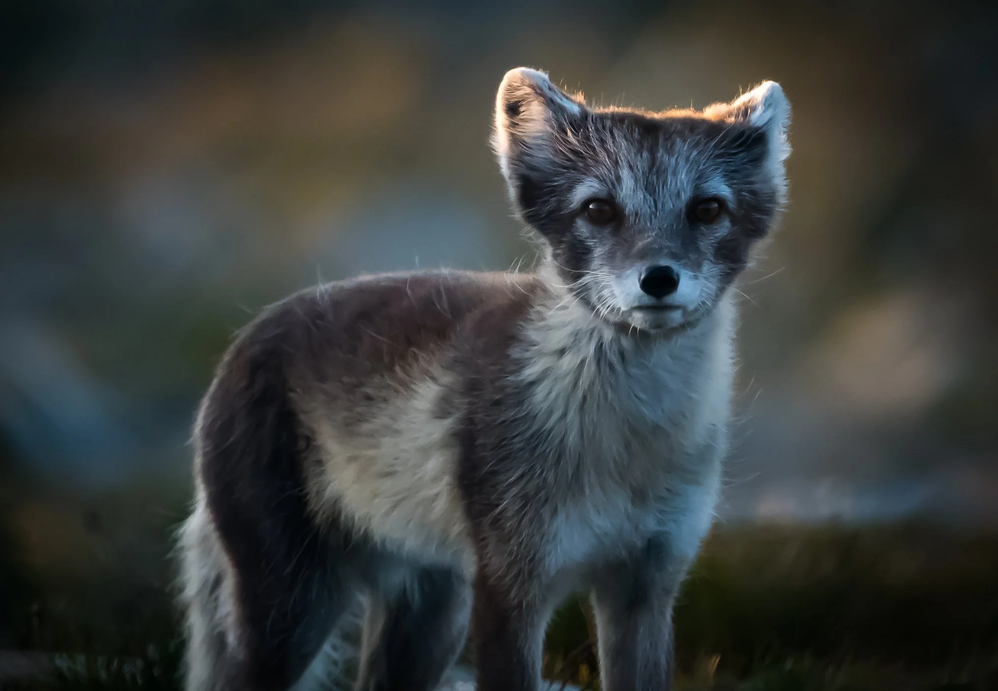 Arctic Fox