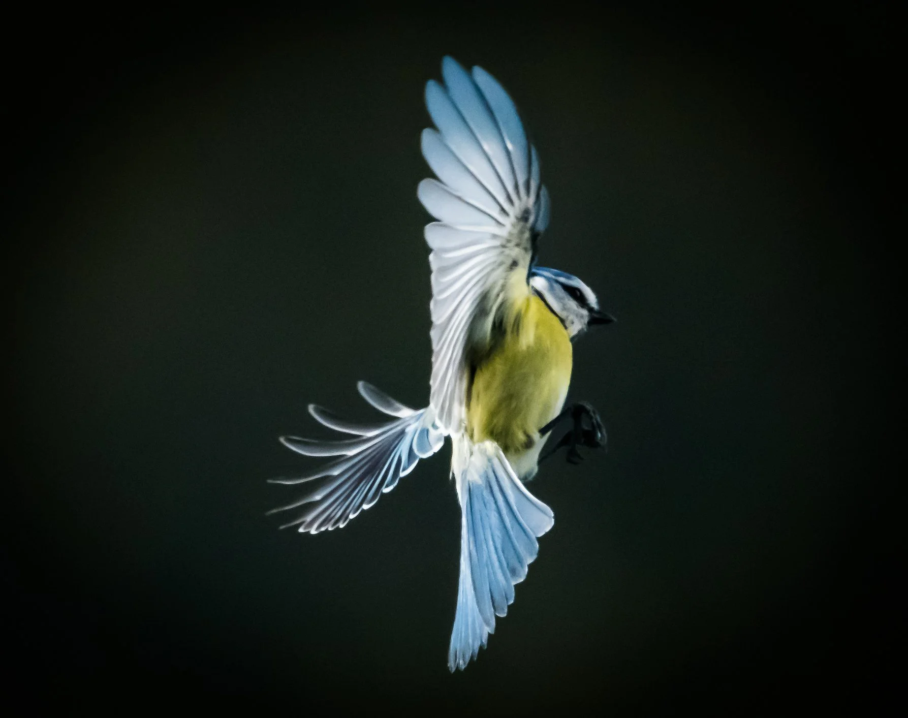 Blue Tit